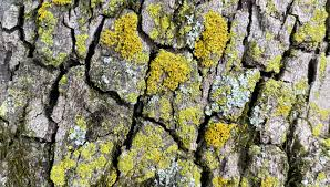 <p>Candelaria concolor</p>