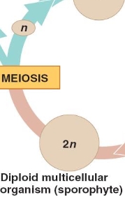 <p>4th Step of Alternation of Generations</p>