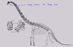 <p>The sauropods because relative to their body size, their brains were very small.</p>