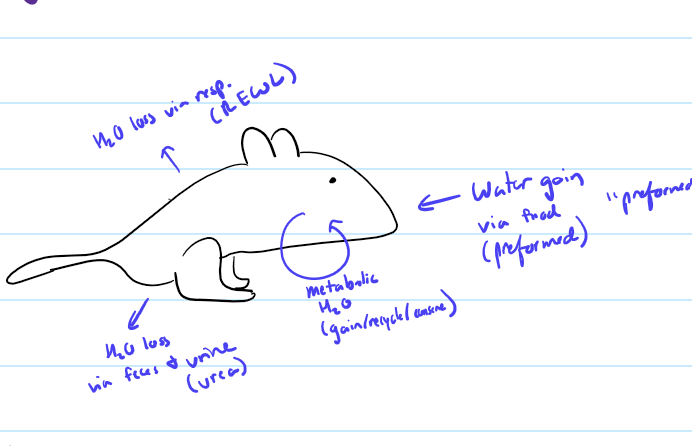 <p>Describe kangaroo rats and their osmoregulatory adaptations, icnlduing</p><ul><li><p>H20 loss/gain</p></li><li><p>adaptations</p></li><li><p>heat exchange</p></li></ul><p></p>