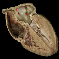 <p>Identify the structure</p>