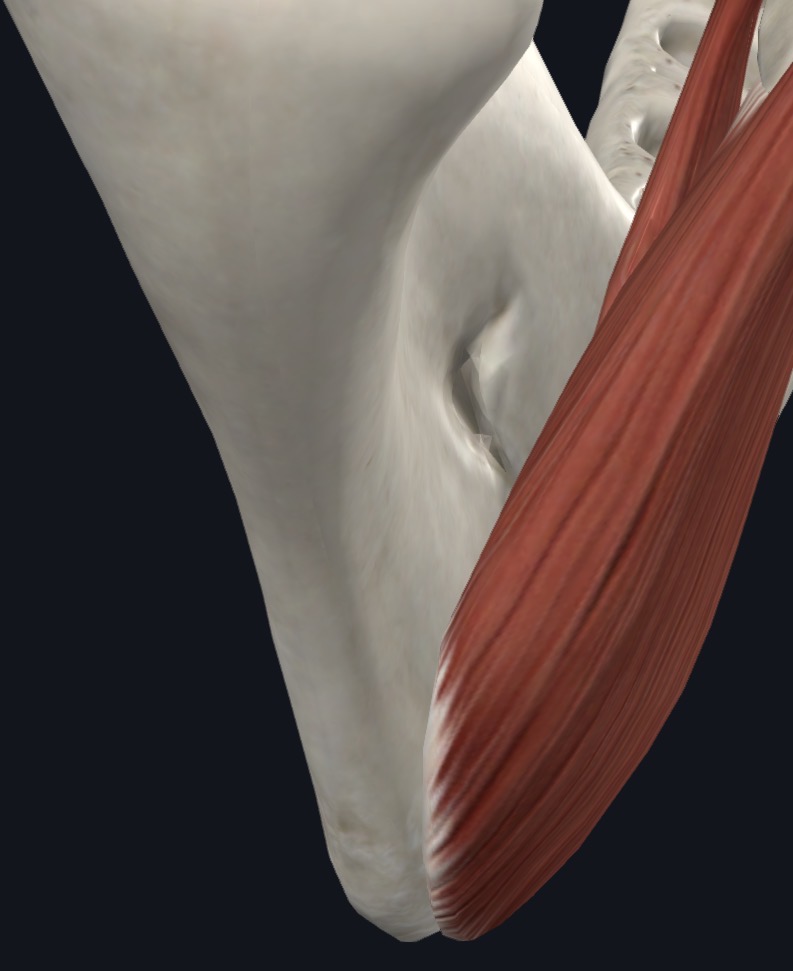<p>Medial surface of ramus of mandible inferior to mandibular foramen</p>