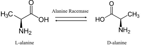 <p>isomerization (intramolecular group transfer)</p>