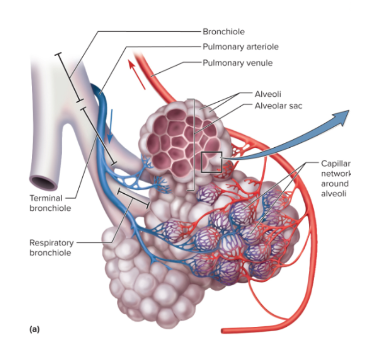 <p>portion of lung ventilated by one bronchiole </p>