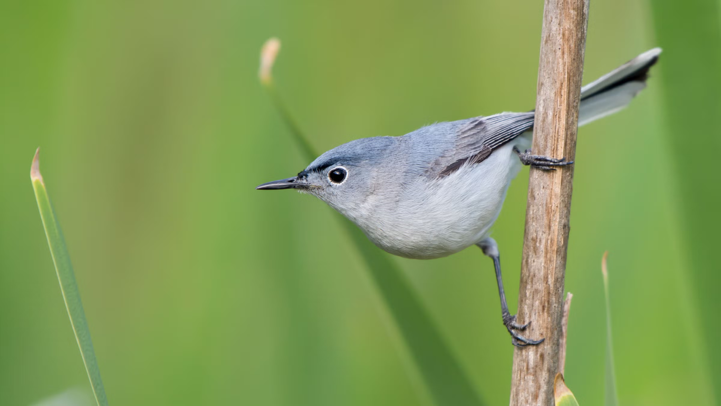 <p>Common name<br>Family</p>