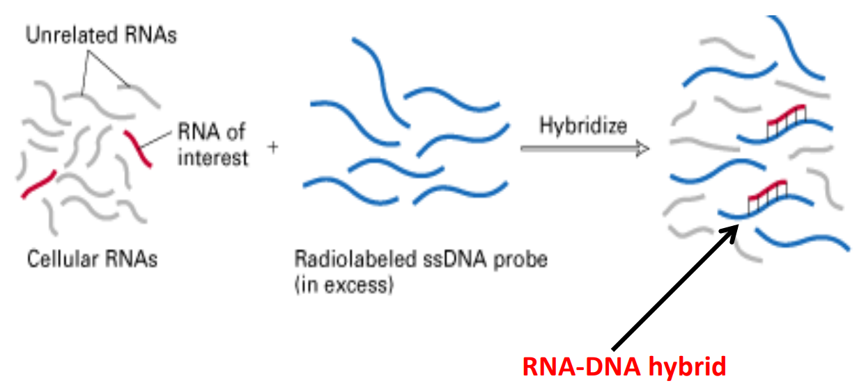 <ul><li><p>Labelled DNA or RNA fragments are used to detect specific nucleic acid sequences by <em>hybridisation</em></p></li><li><p>Probes are among the most useful of molecular tools</p><ul><li><p>Can be labelled with fluorescent tags</p></li><li><p>Can be used on membranes, cells, tissues…</p></li></ul></li></ul><p></p>