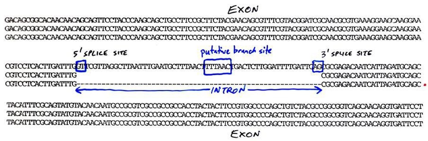 <p>It marks the location of the 3' splice site and is crucial for the splicing process.</p>