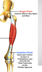 <p><span style="background-color: transparent;">A: extension @ knee; flexion @ hip</span></p>