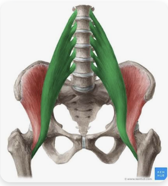 <p>O: Transverse processes, L1-L5</p><p>I: Lesser trochanter of the femur</p><p>A: Flexion of the thigh; flexion of the trunk</p><p>N: Branches of lumbar plexus</p>