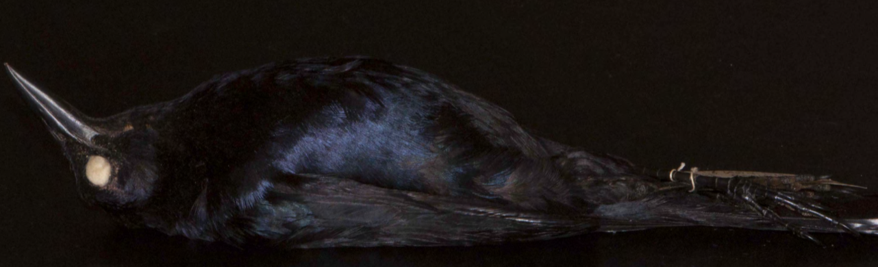 <p>Icteridae (blackbirds, orioles)</p>