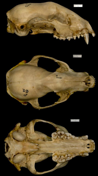 <p>Procyon lotor</p>