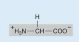<p><strong>Hydrophobic</strong> (<strong>nonpolar</strong>) amino acids</p>