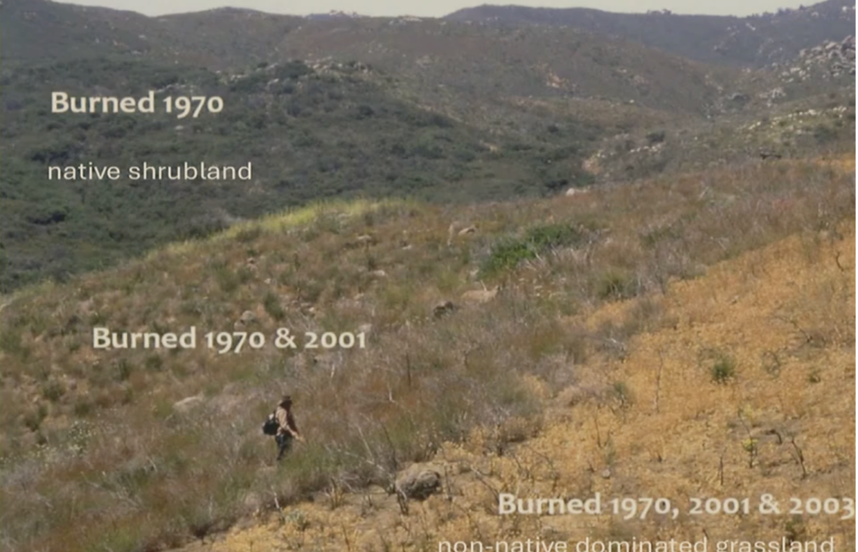 <p>- the pattern of <strong>changing species composition</strong> as a result of <strong>colonization &amp; species interactions</strong> after a <strong>disturbance</strong></p><ul><li><p>both <strong>facilitation &amp; inhibition</strong> influence <strong>primary &amp; secondary succession</strong></p></li></ul><p></p><p>ecological facilitation - positive interaction where at least 1 species benefits from the presence of another, &amp; neither is harmed (commensalism(only 1 benefits), mutualism(both benefit))</p><p>ecological inhibition - process where early colonizing species actively prevent or slow down the establishment of later species</p><p></p>