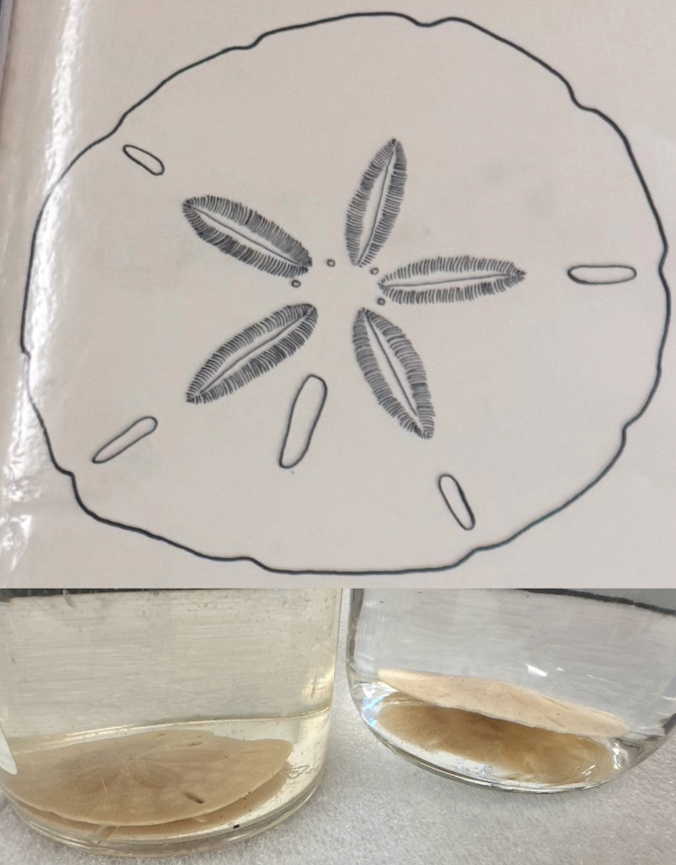 <p>Phylum</p>