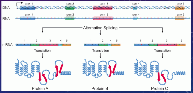 <p>a single gene can code for multiple proteins through differential expression of exons and introns, usually through experimental cues that govern differing trasncriptional start sites </p>