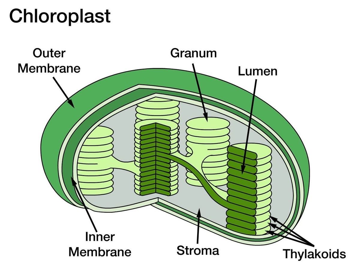<p>What is the function of Chloroplast?</p>
