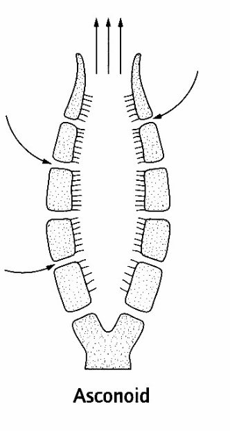 <p>The simplest type of water circulation system that’s found in small, tube-shaped sponges.<br>Water moves in a single, direct path through the sponge structure.</p>