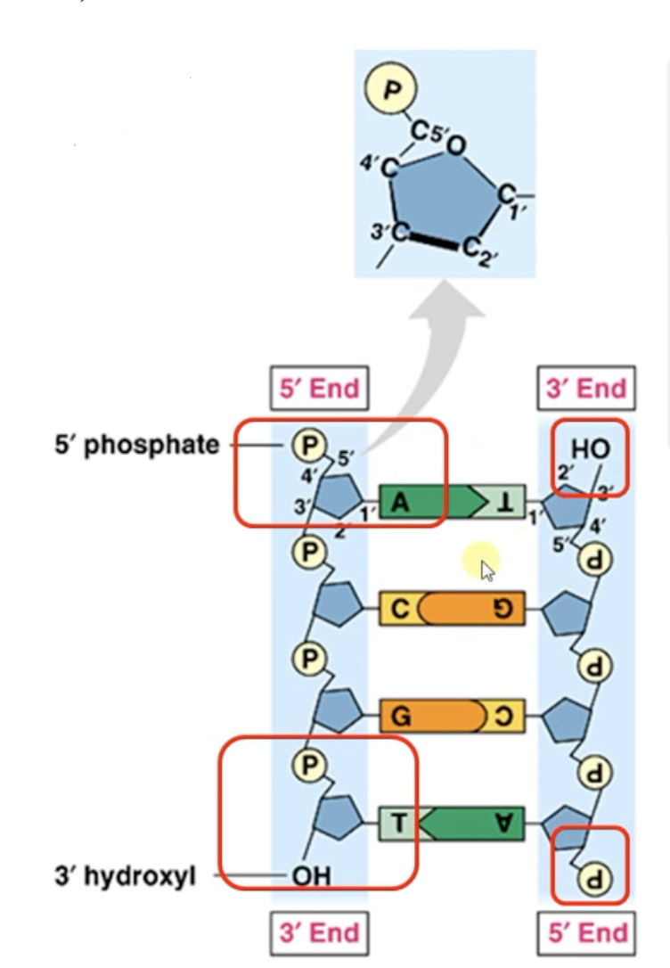 <p>The backbones (in the DNA double helix) running in opposite directions (5’ —> 3’) from each other</p><ul><li><p>based on where the phosphodiester bonds form on the carbons of deoxyribose sugar (‘5 phosphate OR ‘3 hydroxyl)</p></li></ul><ul><li><p>necessary for the double helix shape/twist</p></li></ul><p></p>