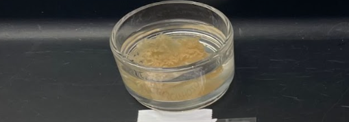 <p>What is this? Class and Phylum?</p>