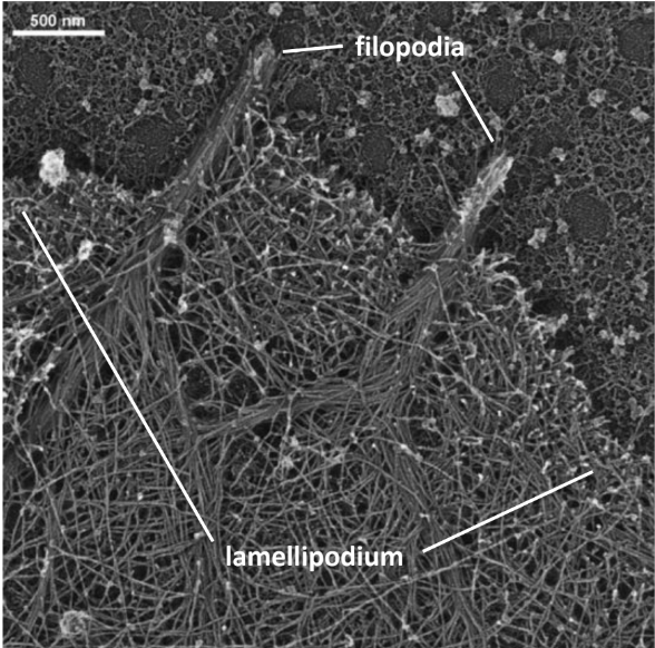 <p>Barbed (+) ends → membrane (direction of protrusion)</p><ul><li><p>Lamellipodia = branched actin network </p><ul><li><p>Nucleated by Arp2/3 complex + WASP protein</p></li></ul></li><li><p>Filopodia = tight parallel bundles of straight actin = finger-like protrusions </p></li></ul><p></p>