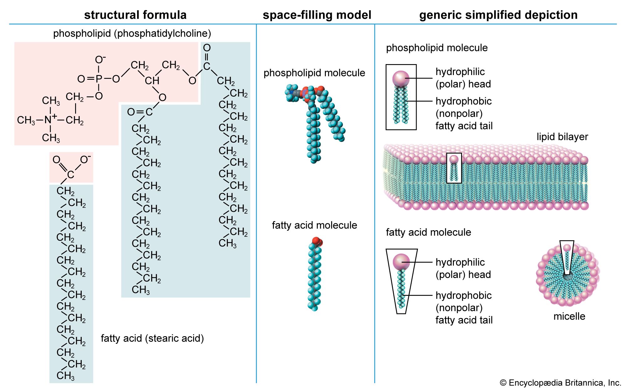 lipids