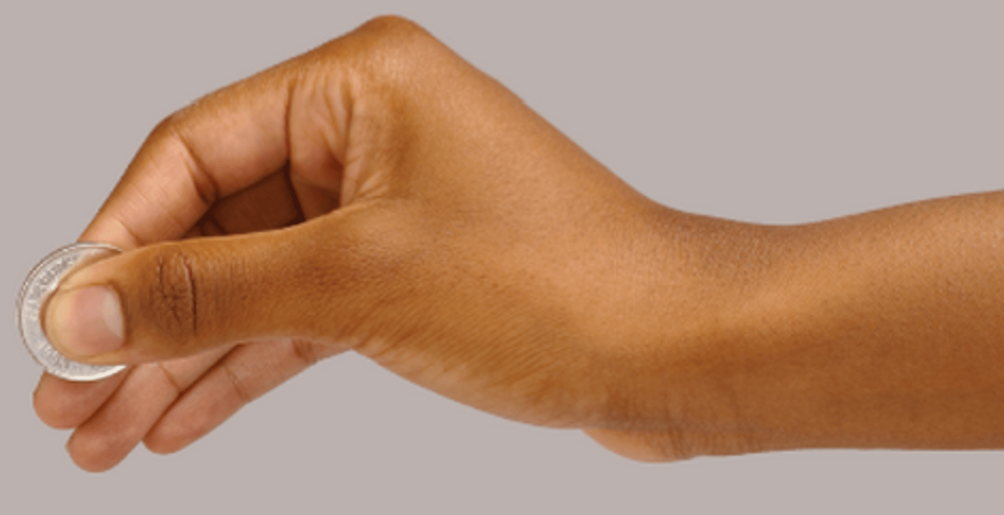 <p>Important for making tools and having dexterity</p>