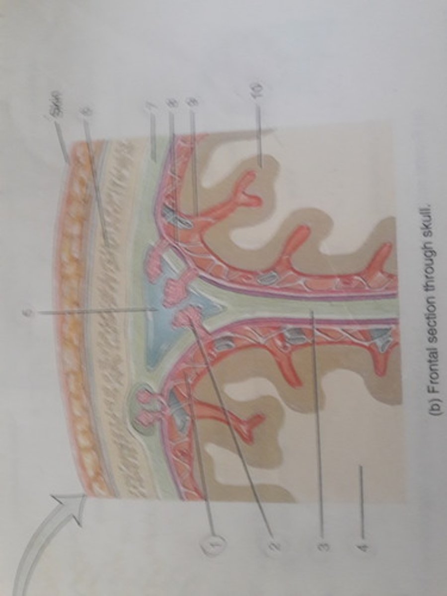 <p>Between the arachnoid and pia.</p>