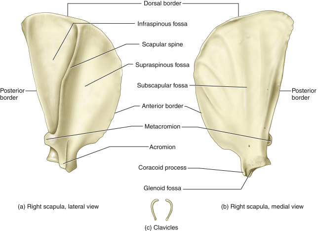 <p>Indented process where the humerus connects to the scapula</p>