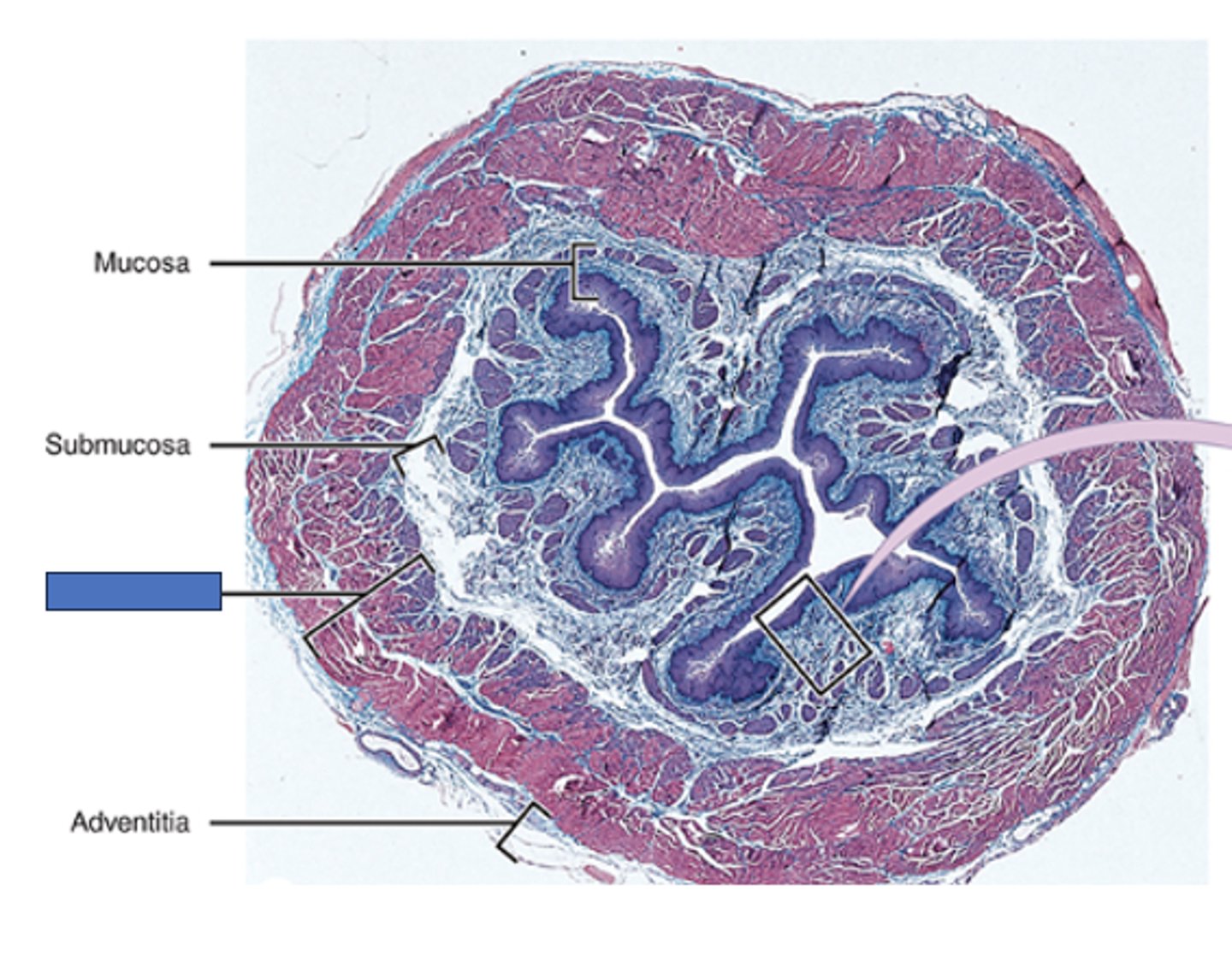 <p>Identify the layer of the esophagus</p>
