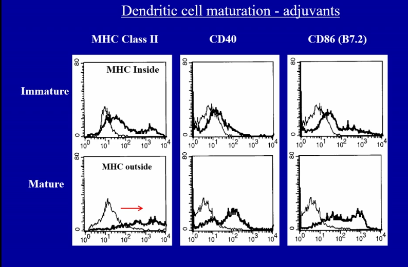 <ul><li><p>mRNA vaccines tend to be their own adjuvants</p><ul><li><p>nucleic acids can be recognized as being an adjuvant</p></li><li><p>adjuvants upregulate co-stimulation on APC, leading to T cell help, which improves immune response </p></li></ul></li><li><p>most purified proteins will not be immunogenic, even if the body hasn’t seen it before, unless it is perceived to be dangerous</p><ul><li><p>perceived to be dangerous when enveloped in an adjuvant or if it binds to a pattern recognition receptor </p></li><li><p>freud’s adjuvant → too toxic for humans</p></li><li><p>alum → less toxic in humans, but still induces immune response </p></li><li><p>works in type 1 hypersensitivity (allergen shots), attempting to switch to a TH1 response </p></li></ul></li></ul><p></p>