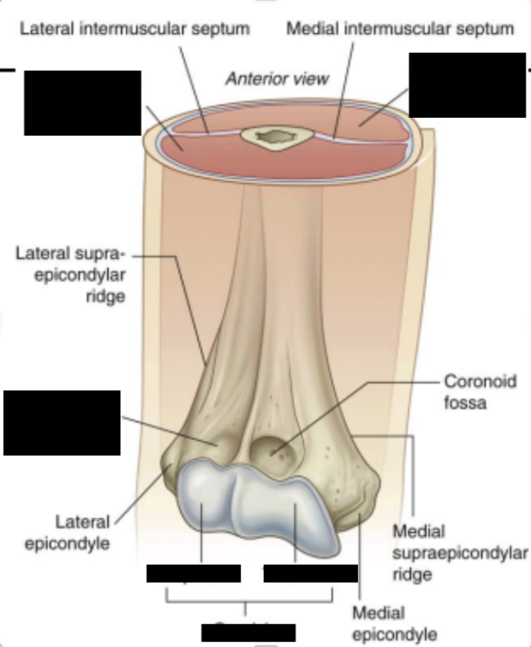 <p><strong>Bony features</strong></p>
