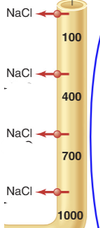 <p>Impermeable to water, allows <strong>salt reabsorption</strong> to occur, generating a hyperosmolar interstisial fluid and restoring tubule concentration = <strong>diluted</strong> (overshoots, causes it to be ~100 upon exiting, a bit hypo-osmolar)</p>