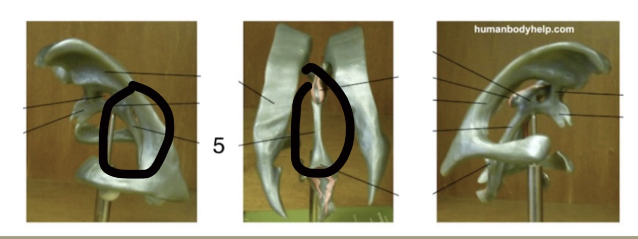 <p><strong>Location: Midbrain connecting the 3rd &amp; 4th ventricles; Function: CSF flow</strong></p>