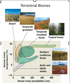 <ul><li><p><strong>Defining Feature:</strong> Terrestrial biomes are categorized primarily by their <strong>vegetation type</strong>.</p><p></p></li><li><p><strong>Abiotic Drivers:</strong> The specific vegetation that grows in a region is driven by the interaction between <strong>temperature and precipitation</strong>.</p><p></p></li><li><p><strong>Visual Representation:</strong> These are often mapped on a climograph to show how moisture and heat determine whether a region becomes a desert, grassland, or forest.</p><p><strong>1. Reading the "Ingredients" (The Axes)</strong></p><ul><li><p><span><strong>The Bottom (X-axis): Precipitation.</strong> This is the amount of water an area gets per year. It moves from <strong>Dry</strong> (left) to <strong>Wet</strong> (right).</span></p><p></p></li><li><p><span><strong>The Side (Y-axis): Temperature.</strong> This is the average heat per year. It moves from <strong>Frozen</strong> (bottom) to <strong>Tropical</strong> (top).</span></p><p></p></li></ul><p><strong>2. The Biomes: Finding the Balance</strong></p><p>Each colored shape shows the specific "sweet spot" where a biome survives.</p><ul><li><p><span><strong>Desert (The Hot &amp; Dry Spot):</strong> Located on the far left. It can be very hot, but because there is almost no rain, you only see specialized plants like cacti.</span></p><p></p></li><li><p><span><strong>Tundra (The Cold &amp; Dry Spot):</strong> Located at the very bottom. It is too cold for trees to grow, resulting in a low-growing, frozen landscape.</span></p><p></p></li><li><p><span><strong>Tropical Forest (The Hot &amp; Wet Spot):</strong> Look at the top right. This area has high heat and high rainfall (up to 400 cm!). This combination creates the most diverse life on Earth.</span></p></li></ul></li></ul><p></p>