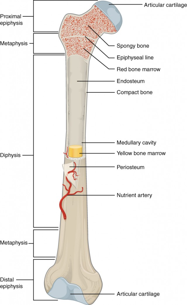 <p>Periosteum; where is it &amp; what does it contain (2)</p>