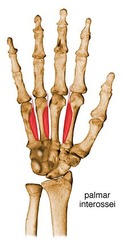 <p>> Adduct the fingers</p>