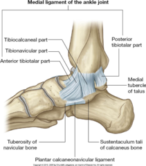 <p>4 parts: </p><p>1. Tibionavicular Part - Medial Malleolus of Tibia to Navicular </p><p>2. Tibiocalcaneal - Medial Malleolus of Tibia to Calcaneus </p><p>3. Posterior Tibiotalar Part - Posterior portion of Medial Malleolus of Tibia to Posterior Portion of Talus </p><p>4. Anterior Tibiotalar part - Anterior portion of Medial Malleolus of Tibia toAnterior Portion of Talus</p>