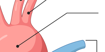 <p>What is this part of the heart?</p>