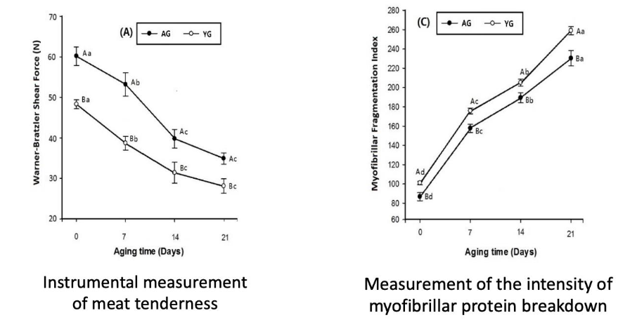 <p>Instrumental measures of meat tenderness decreases</p><p>Measures of intensity of myofibrillar protein breakdown increases</p>