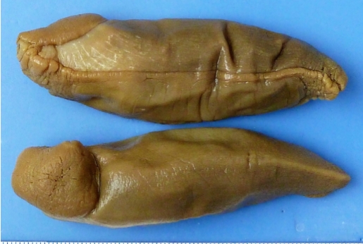 <ol><li><p>identify Kingdom, Phylum, Class, Informal Group, Genus</p></li></ol><p></p>