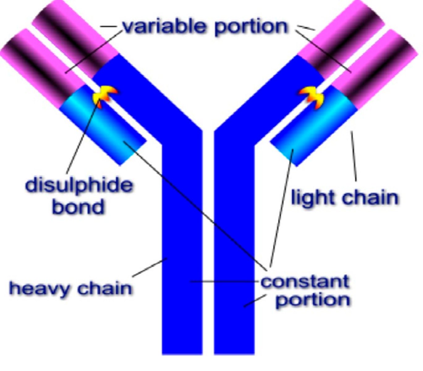 <p>A protein produced by immune cells that counters antigens.</p><p>- An immunoglobulin</p><p>- Y shape</p><p>- Consists of 4 polypeptide chains, 2 light and 2 heavy</p><p>- Disulfide bridges hold chains together</p><p>- Hinge region allow flexibility</p><p>- Variable region has specific shape</p><p>- Constant region is the same for all antibodies</p><p>- Contains site for binding to phagocytes</p>