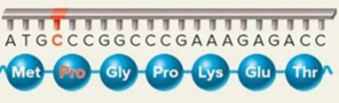 <p>A base substitution that changes one amino acid in the sequence.</p>