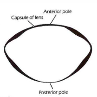 <ul><li><p>thinnest at the poles &amp; equator</p></li><li><p>thickest in the mid region</p></li></ul><p></p>