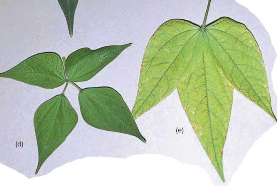 <p>What are the symptoms of Nitrogen deficiency in plants?</p>