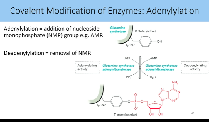<p>addition of nucleoside monophospate group vs removal of it (like amp)</p>