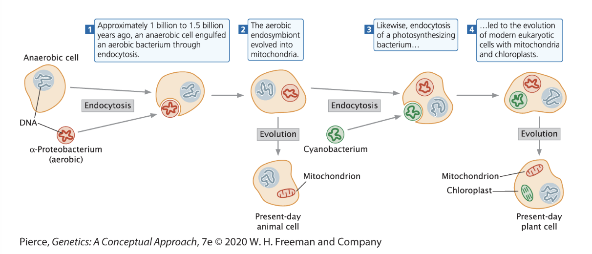 <p>Based on the <strong>Endosymbiotic</strong> theory of origin, the organelles <strong>Chloroplast</strong> and <strong>Mitochondria</strong> are supposedly the early prokaryotic <strong>endosymbionts</strong> (cyanobacteria and aerobic free-living bacteria, respectively) that had been ingested or eaten by <strong>eukaryotes</strong>.</p>