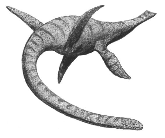 <ul><li><p>originally misinterpreted</p></li><li><p>derived diapsida</p></li><li><p>no living descendants, extinct Cretaceous end</p></li><li><p>marine carnivores</p></li><li><p>Ichthyosauria, plesiosaurs</p></li><li><p>very successful</p></li><li><p>not dinosaurs</p></li><li><p>dolphin/seal-like </p></li></ul><p></p>