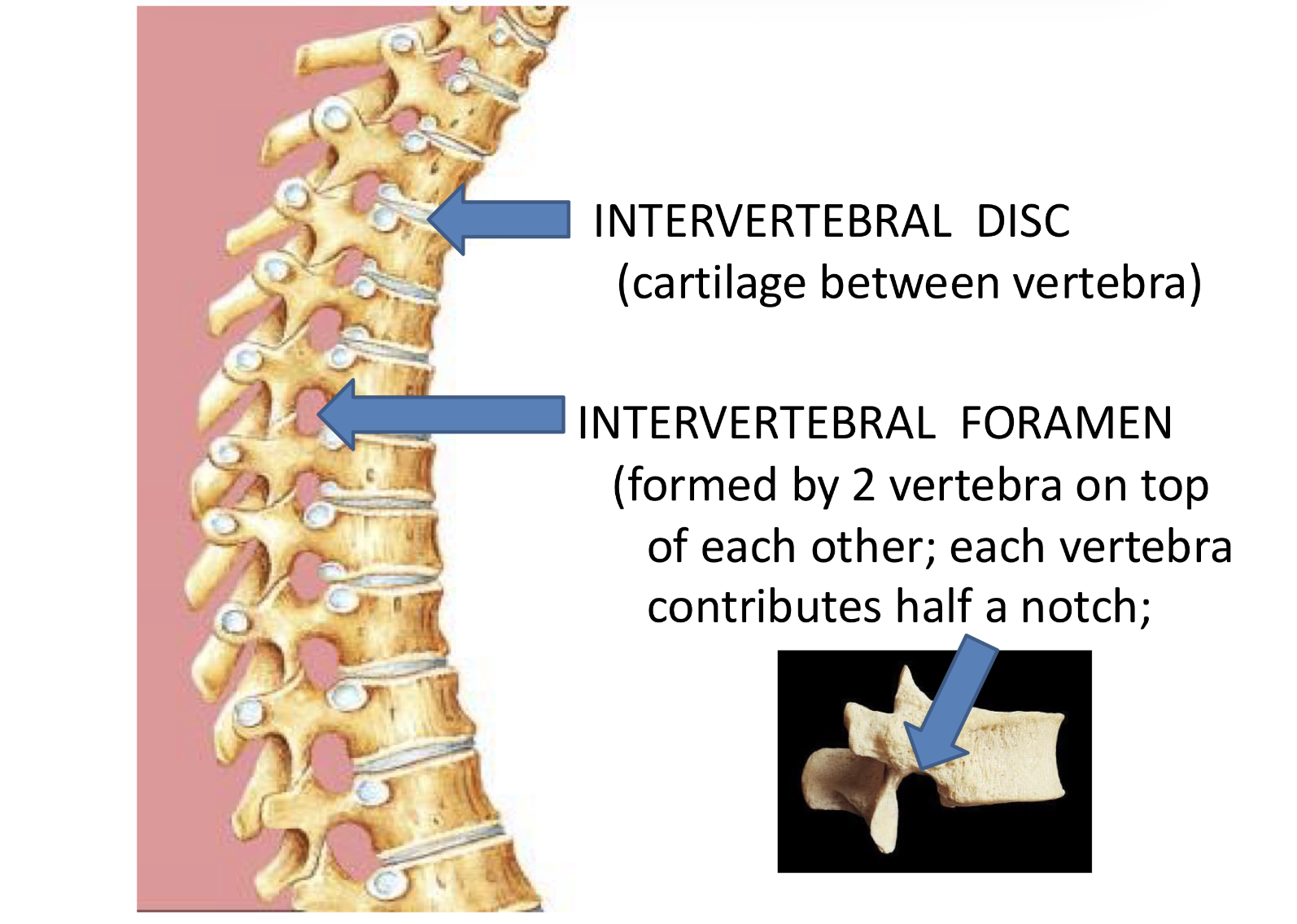 <p>Intervertebral Disc <strong>Typical vertebra parts</strong></p>