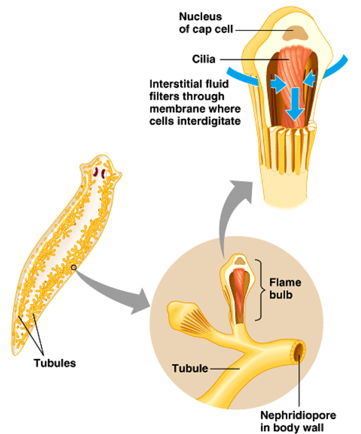 <p><span style="background-color: transparent;"><span>Flame cell</span></span></p>
