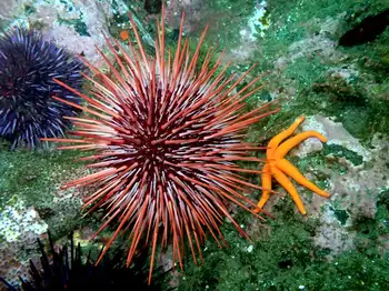 <p>Red urchin</p>